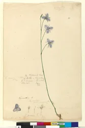 Página 61. Thysanotus